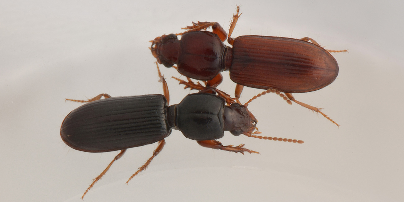 Carabidae:  Clivina fossor